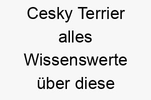 cesky terrier alles wissenswerte ueber diese hunderasse 28633