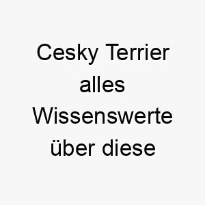 cesky terrier alles wissenswerte ueber diese hunderasse 28633