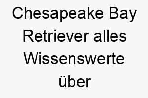 chesapeake bay retriever alles wissenswerte ueber diese hunderasse 2 28634