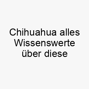 chihuahua alles wissenswerte ueber diese hunderasse 28636