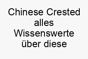 chinese crested alles wissenswerte ueber diese hunderasse 28637