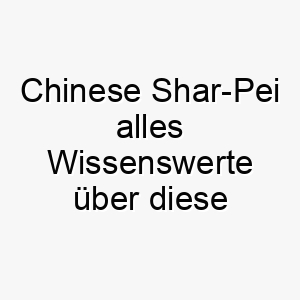 chinese shar pei alles wissenswerte ueber diese hunderasse 28638