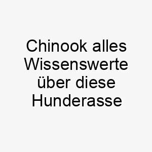 chinook alles wissenswerte ueber diese hunderasse 28640