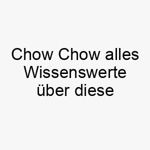 chow chow alles wissenswerte ueber diese hunderasse 28642