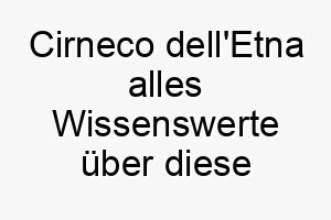 cirneco delletna alles wissenswerte ueber diese hunderasse 28643