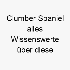 clumber spaniel alles wissenswerte ueber diese hunderasse 28644