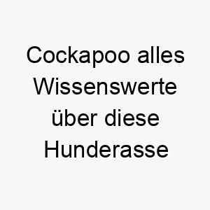 cockapoo alles wissenswerte ueber diese hunderasse 28645