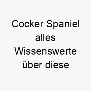 cocker spaniel alles wissenswerte ueber diese hunderasse 28646