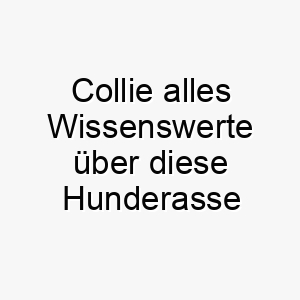 collie alles wissenswerte ueber diese hunderasse 28647