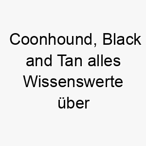 coonhound black and tan alles wissenswerte ueber diese hunderasse 28649