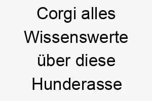 corgi alles wissenswerte ueber diese hunderasse 28650