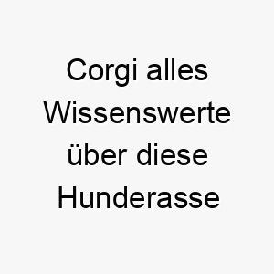 corgi alles wissenswerte ueber diese hunderasse 28650