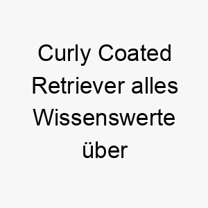 curly coated retriever alles wissenswerte ueber diese hunderasse 2 28654