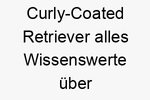 curly coated retriever alles wissenswerte ueber diese hunderasse 28655