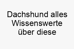 dachshund alles wissenswerte ueber diese hunderasse 28656