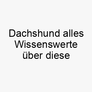 dachshund alles wissenswerte ueber diese hunderasse 28656