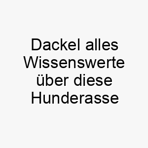 dackel alles wissenswerte ueber diese hunderasse 28657