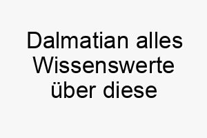 dalmatian alles wissenswerte ueber diese hunderasse 28658