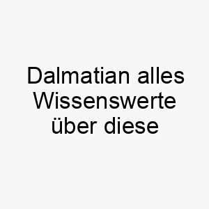 dalmatian alles wissenswerte ueber diese hunderasse 28658