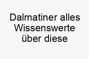 dalmatiner alles wissenswerte ueber diese hunderasse 28659