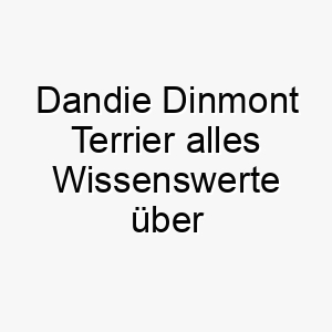 dandie dinmont terrier alles wissenswerte ueber diese hunderasse 28660