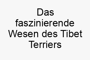 das faszinierende wesen des tibet terriers enthuellt eine wahre hundepersoenlichkeit 29618