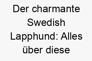 der charmante swedish lapphund alles ueber diese bezaubernde hunderasse 29610