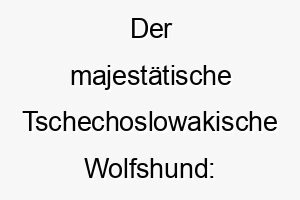 der majestaetische tschechoslowakische wolfshund faszinierendes ueber die hunderasse 29625