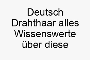 deutsch drahthaar alles wissenswerte ueber diese hunderasse 28662