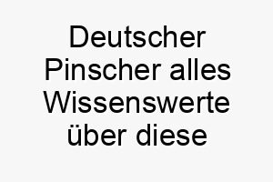 deutscher pinscher alles wissenswerte ueber diese hunderasse 28665