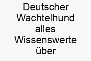 deutscher wachtelhund alles wissenswerte ueber diese hunderasse 28668