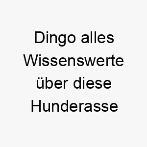 dingo alles wissenswerte ueber diese hunderasse 28669