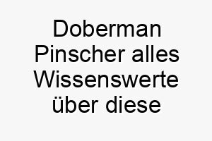 doberman pinscher alles wissenswerte ueber diese hunderasse 28670