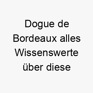 dogue de bordeaux alles wissenswerte ueber diese hunderasse 28674