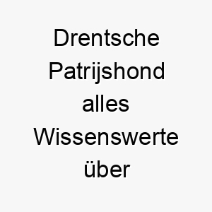 drentsche patrijshond alles wissenswerte ueber diese hunderasse 28675