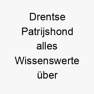 drentse patrijshond alles wissenswerte ueber diese hunderasse 28676