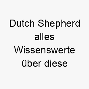 dutch shepherd alles wissenswerte ueber diese hunderasse 28678