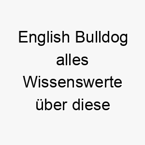 english bulldog alles wissenswerte ueber diese hunderasse 28679