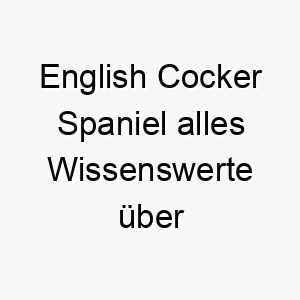 english cocker spaniel alles wissenswerte ueber diese hunderasse 28680