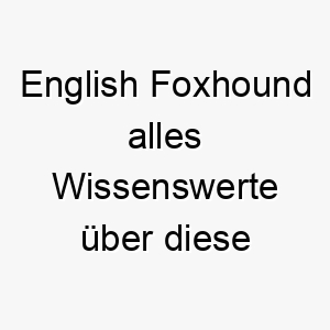 english foxhound alles wissenswerte ueber diese hunderasse 28681