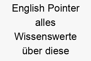 english pointer alles wissenswerte ueber diese hunderasse 28683