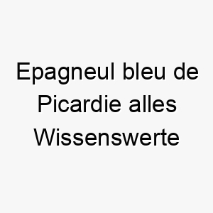 epagneul bleu de picardie alles wissenswerte ueber diese hunderasse 28688