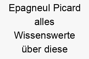 epagneul picard alles wissenswerte ueber diese hunderasse 28690