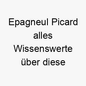 epagneul picard alles wissenswerte ueber diese hunderasse 28690