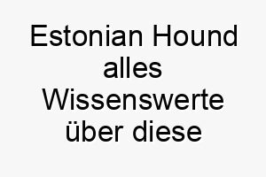 estonian hound alles wissenswerte ueber diese hunderasse 28691