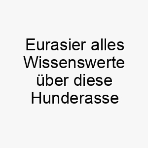 eurasier alles wissenswerte ueber diese hunderasse 28692