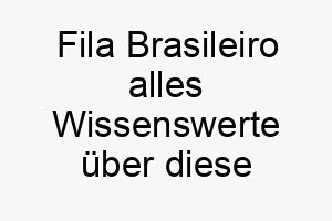 fila brasileiro alles wissenswerte ueber diese hunderasse 28694