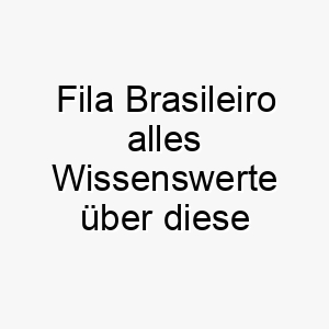 fila brasileiro alles wissenswerte ueber diese hunderasse 28694