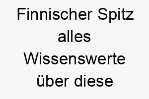 finnischer spitz alles wissenswerte ueber diese hunderasse 28695