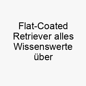 flat coated retriever alles wissenswerte ueber diese hunderasse 28699